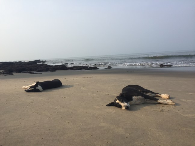 In this heat, even the dogs can't even. 