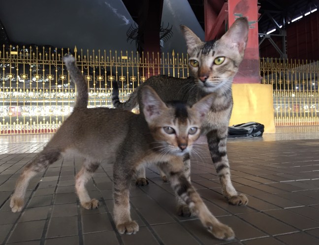 Resident kitties keeping the Buddha company. 