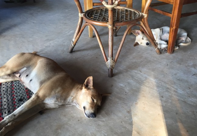 The greeting committee. 