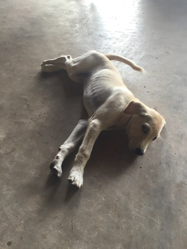 My faithful companion. 