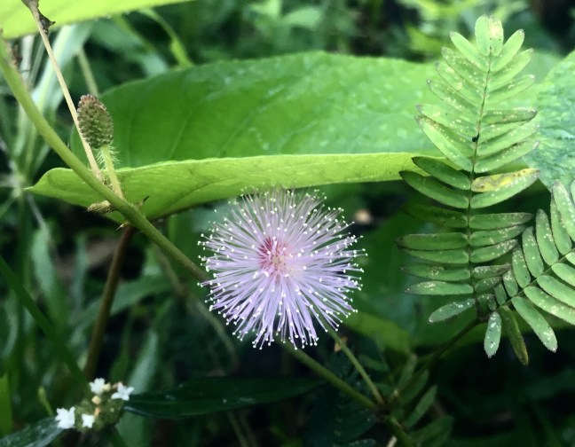 Beauty in a tiny glowing package.