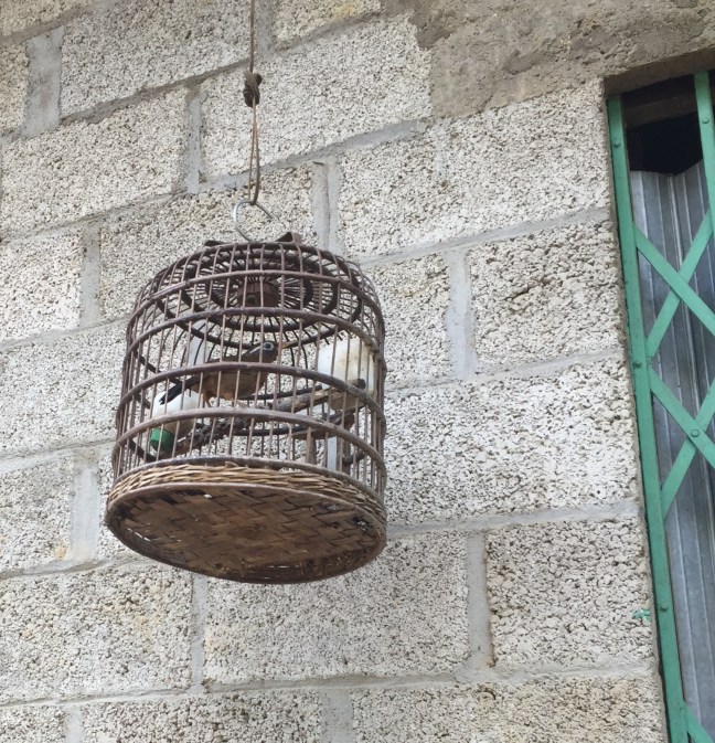 Song birds in pretty cages, a common sight in this country.