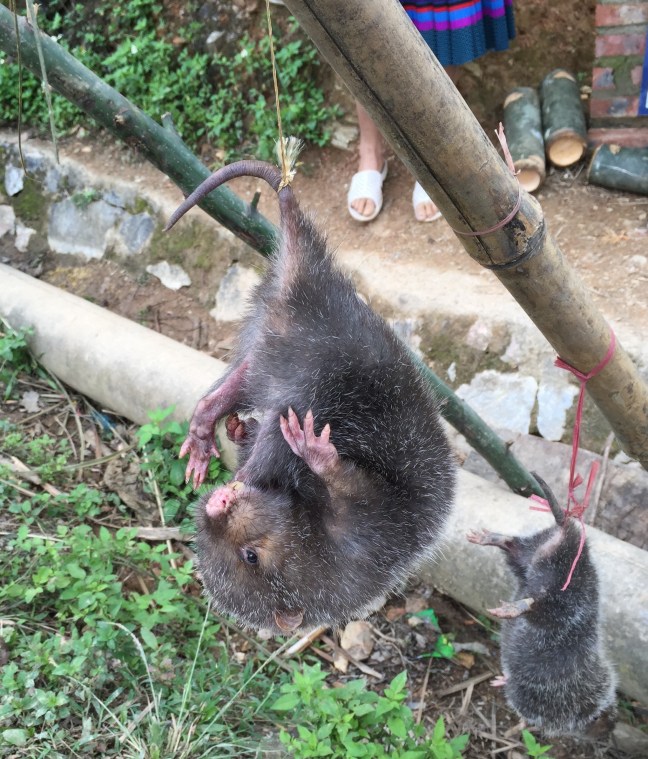 Upside-down bamboo rat. 