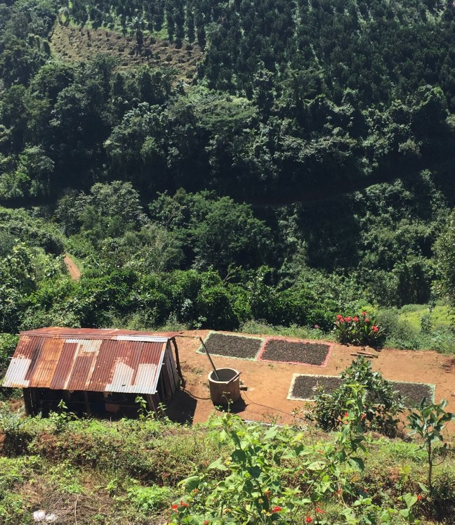 Green tea is a major crop grown here. Large tarps with drying tea leaves sprinkle the countryside. 