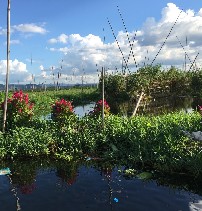 Floating flowers and wet tomatoes.