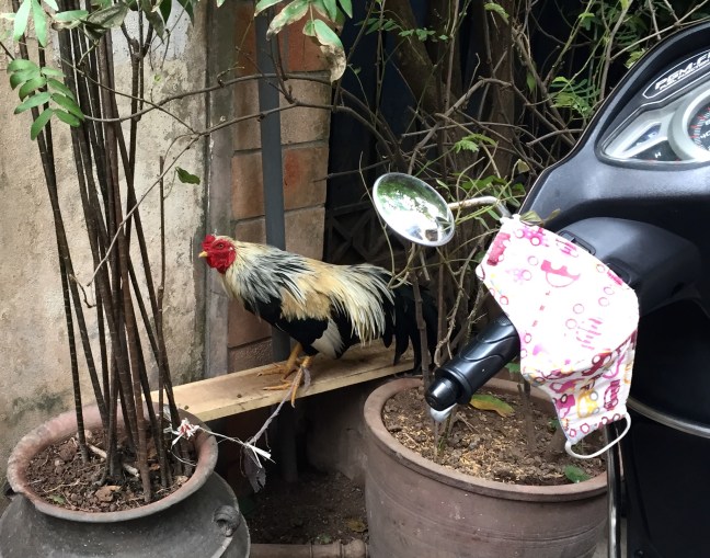 A typical sight, and if you close your eyes you can imagine what was also a typical sound... the constant hum of motorbikes accented by the consistent crowing of roosters.