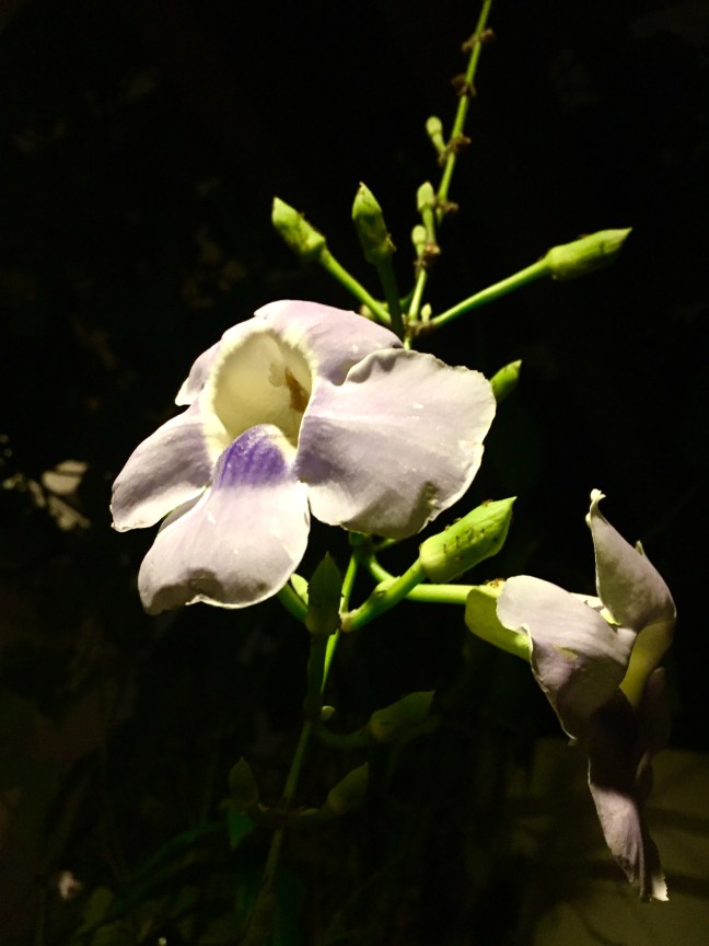 Hanging vines looking lovely at night.