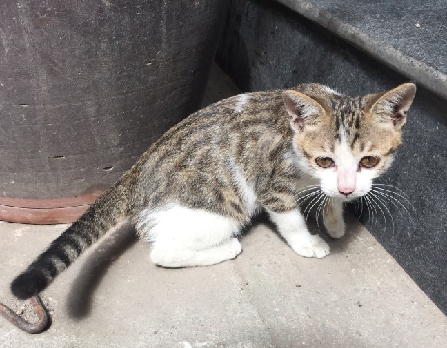 One of many new friends I made. The city (the country, for that matter) is full of kittens and puppies, which of course come from all those unneutered/spayed cats and dogs. I worried, of course, about how many strays there were, but in this country they all seemed to be fairly well fed.
