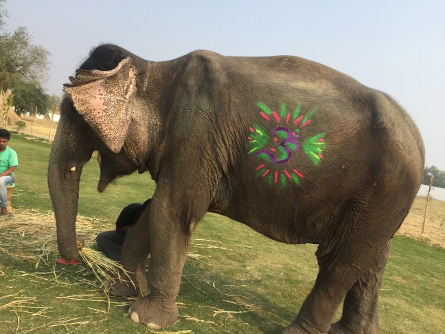 Colorfully crooked OM